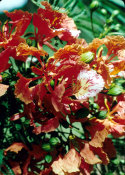 Wilcommen, No. 0088 Red Flame Tree Blossoms